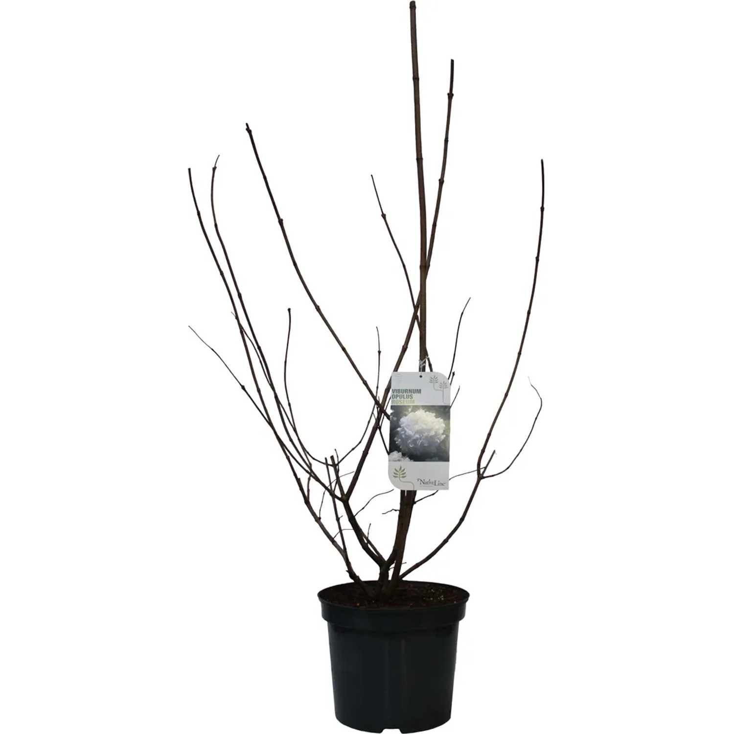 GROW by OBI Gefüllter Schneeball Roseum Weiß Höhe ca. 80-100 cm Topf ca. 7,5,