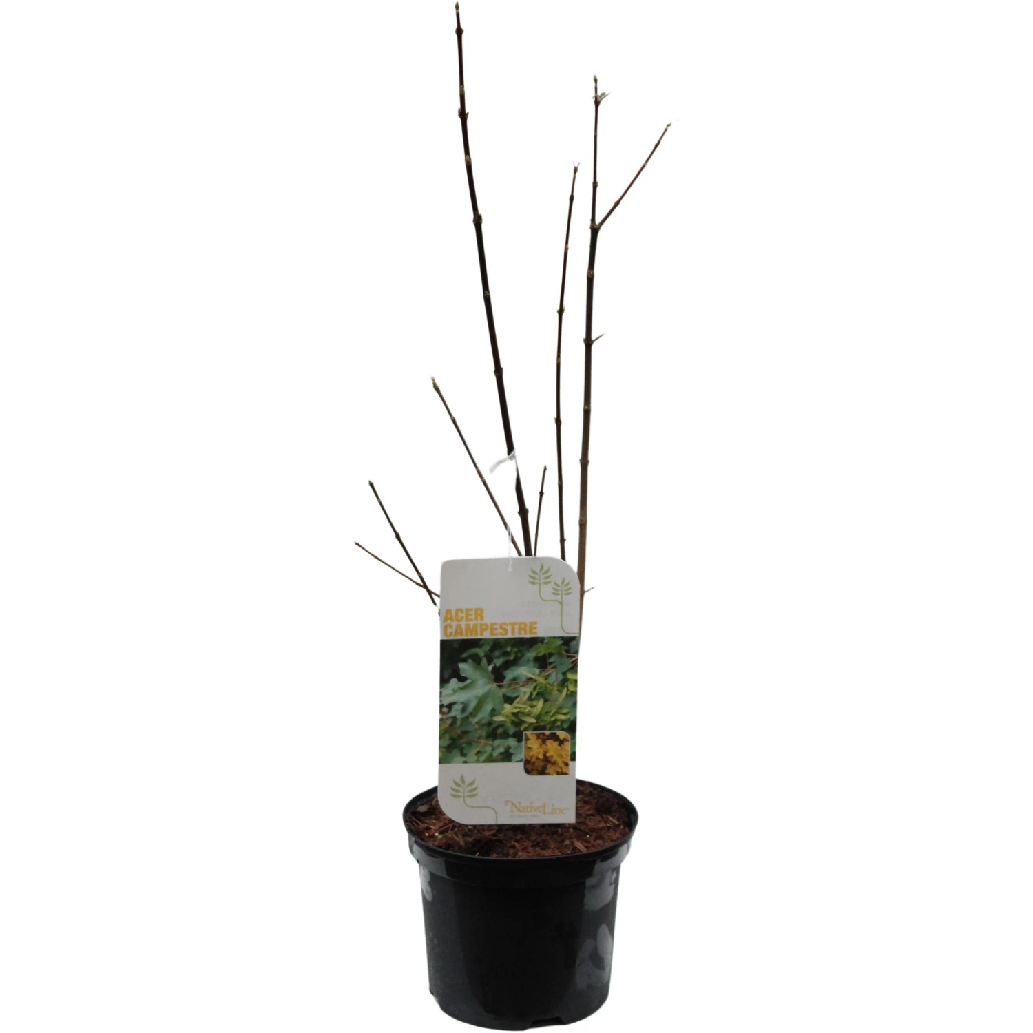 Feldahorn Höhe ca. 40 - 60 cm Topf ca. 3, Acer campestre