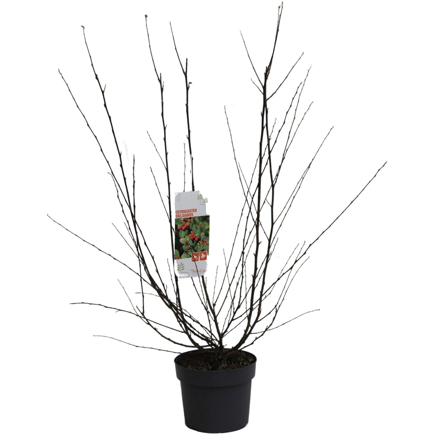 Strauchmispel Höhe ca. 40 - 60 cm Topf ca. 3, Cotoneaster dielsianus