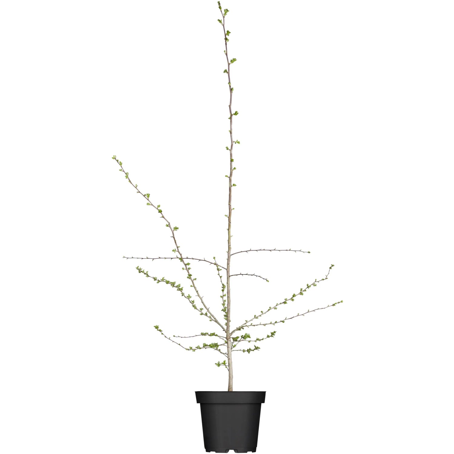 Eingriffeliger Weißdorn Höhe ca. 40 - 60 cm Topf ca. 3, Crataegus monogyna