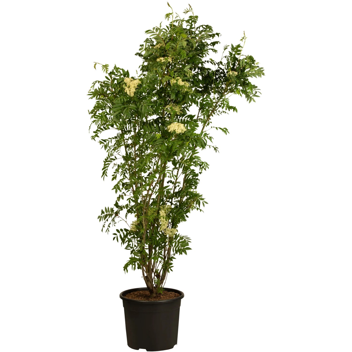 Vogelbeere Höhe ca. 40 - 60 cm Topf ca. 3, Sorbus aucuparia