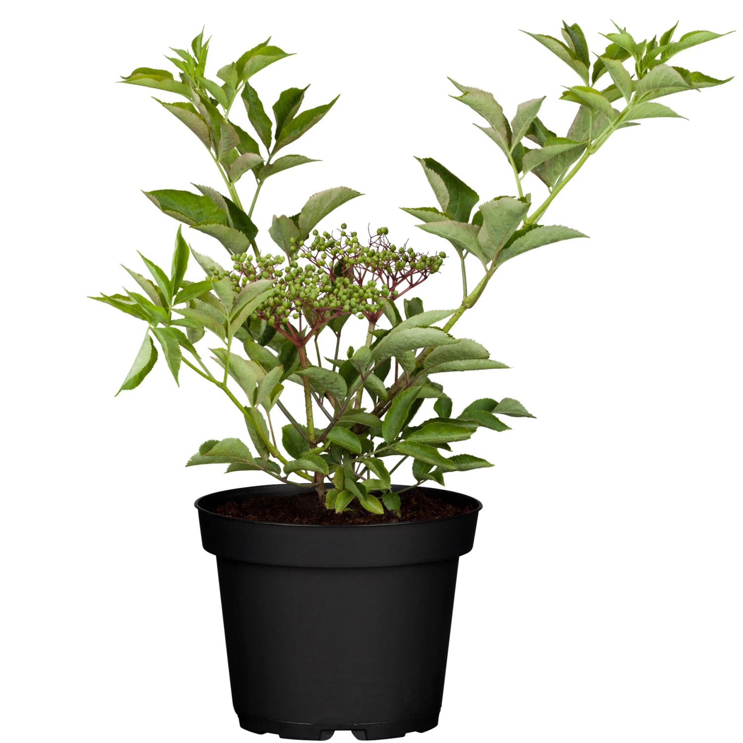 Schwarzer Holunder Höhe ca. 40 - 60 cm Topf ca. 3, Sambucus nigra