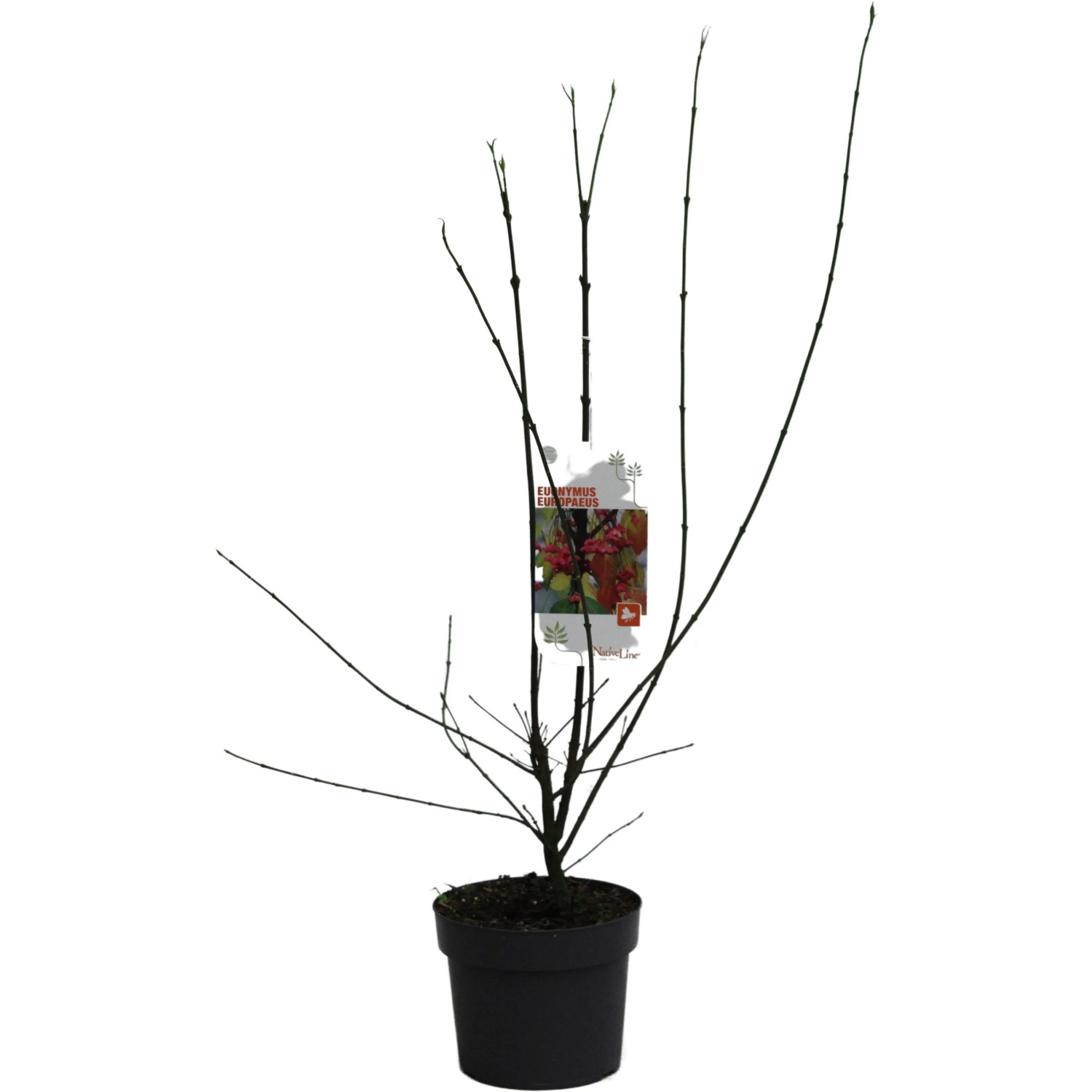 Gewöhnlicher Spindelstrauch Höhe ca. 40 - 60 cm Topf ca. 3, Euonymus europaeus