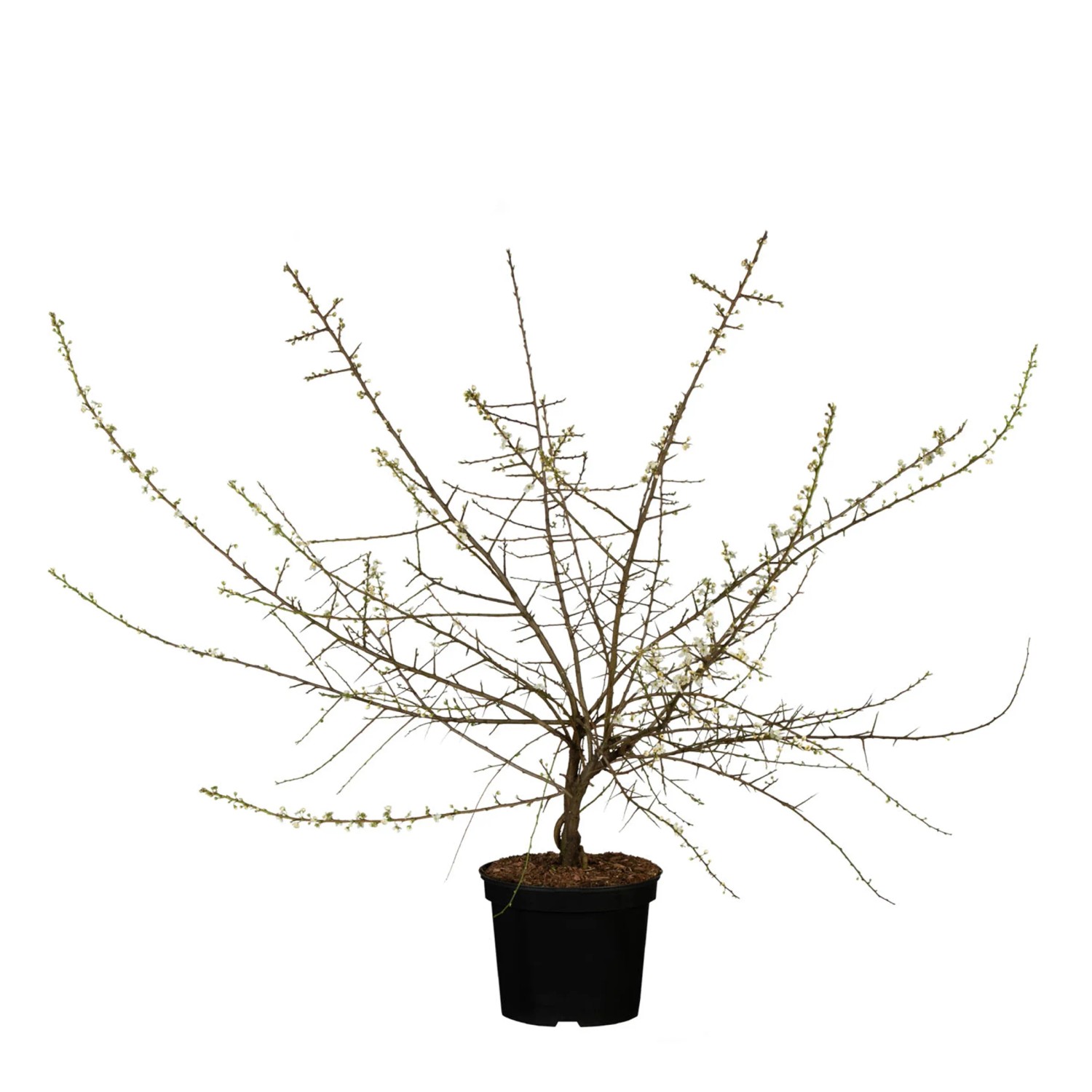 Schlehdorn Höhe ca. 30 - 50 cm Topf ca. 3, Prunus spinosa
