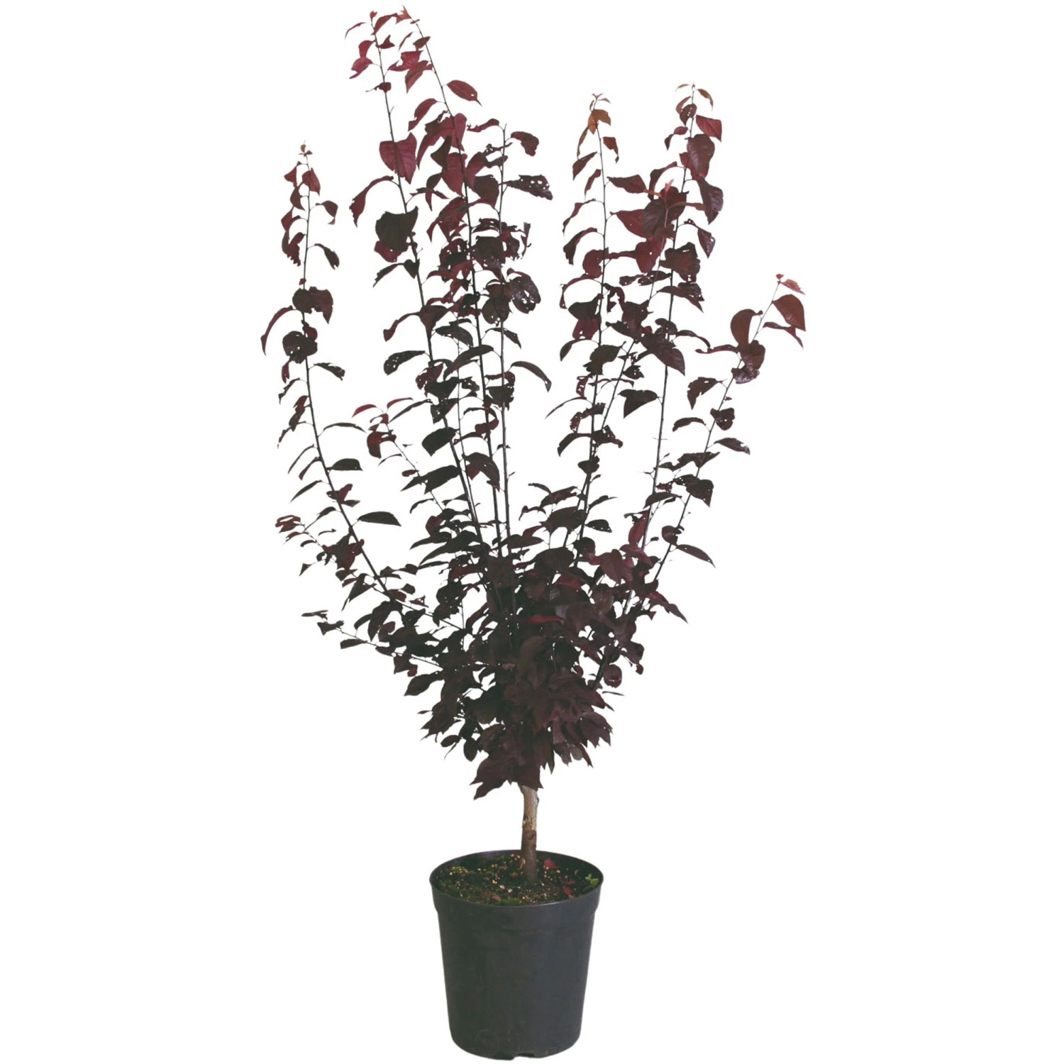 BlutpflaumeNigra Höhe ca. 70 - 90 cm Topf ca. 7, Prunus Cerasifera