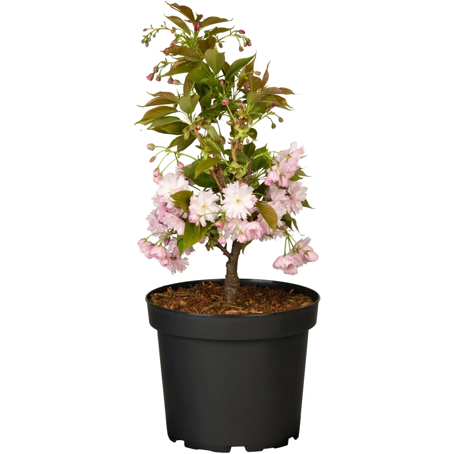 Japanische NelkenkirscheKanzan Höhe ca. 70-90 cm Topf ca. 7, Prunus serrulata