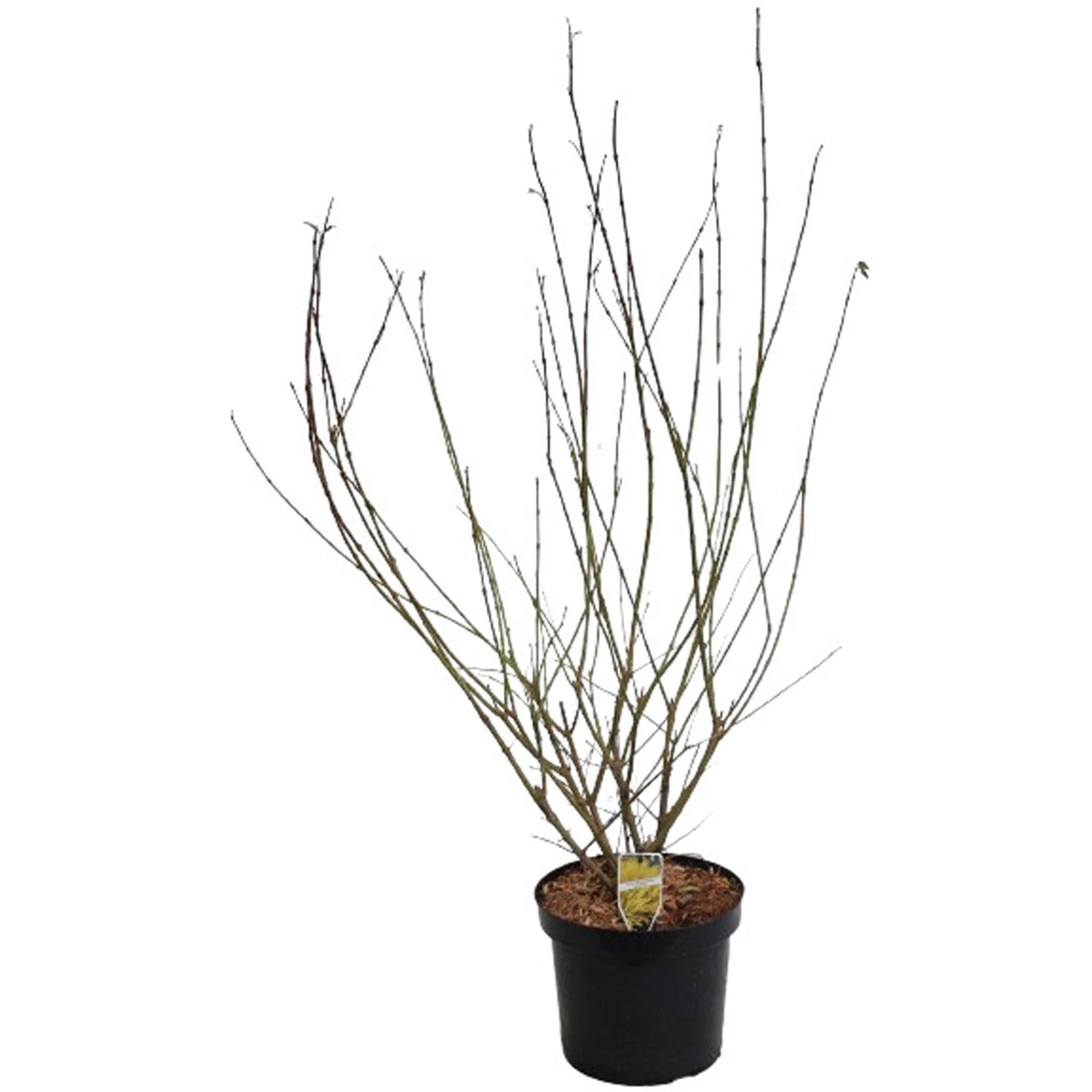 GROW by OBI Forsythie Lynwood Gold Gelb Höhe ca. 80 - 100 cm Topf ca. 7,