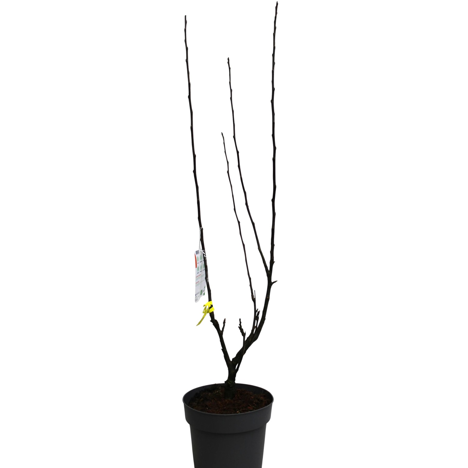 Zierapfel Golden Hornet Gelb Höhe ca. 80 - 100 cm Topf ca. 7, Malus