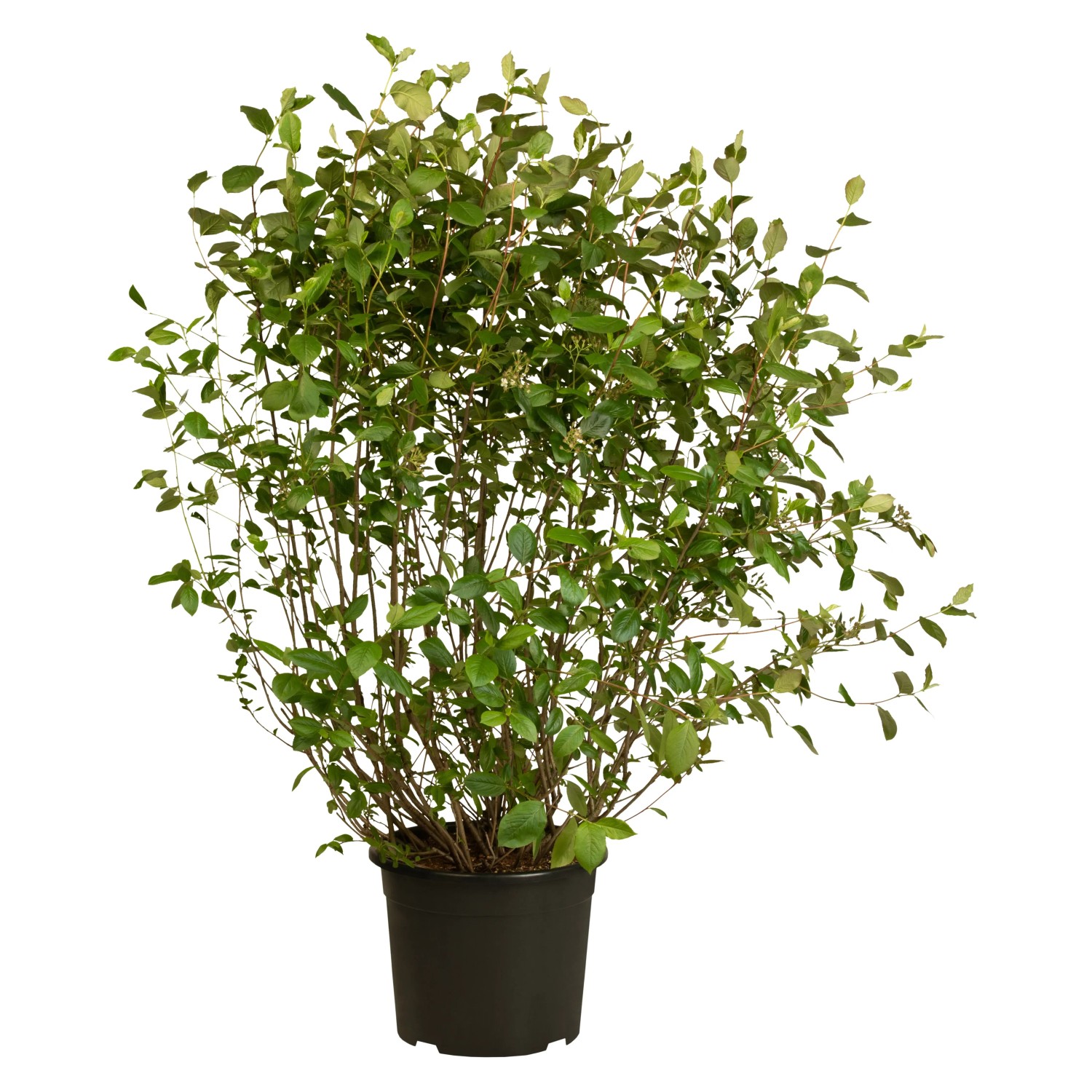 Apfelbeere Schwarz Höhe ca. 40 - 60 cm Topf ca. 3, Aronia melanocarpa