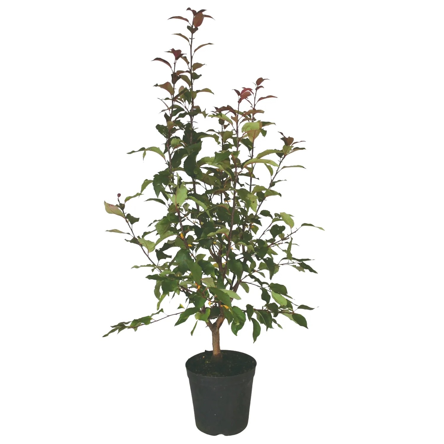 Zierapfel Red Sentinel Rot Höhe ca. 80 - 100 cm Topf ca. 7, Malus