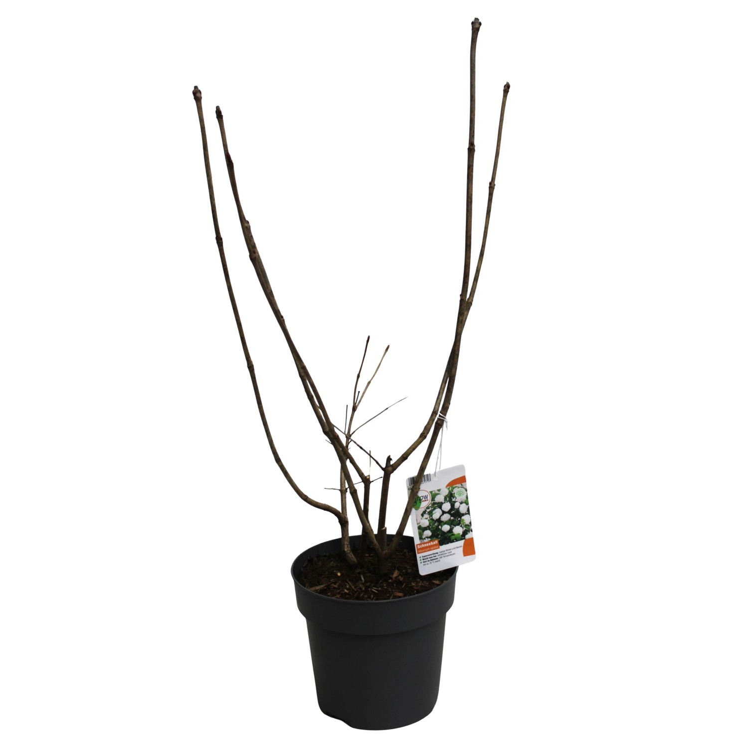 Gewöhnlicher Schneeball Weiß Höhe ca. 40 cm Topf ca. 3, Viburnum opulus