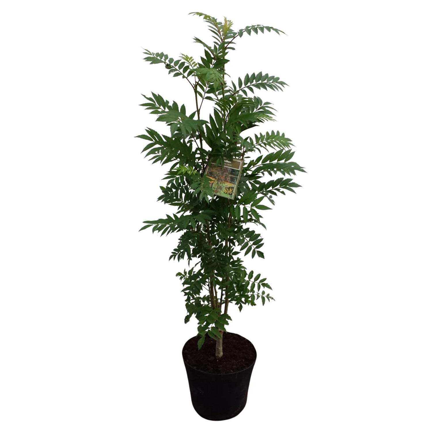 Herbst-Vogelbeere Autum Spire Gelb Höhe ca. 80 - 100 cm Topf ca. 7, Sorbus