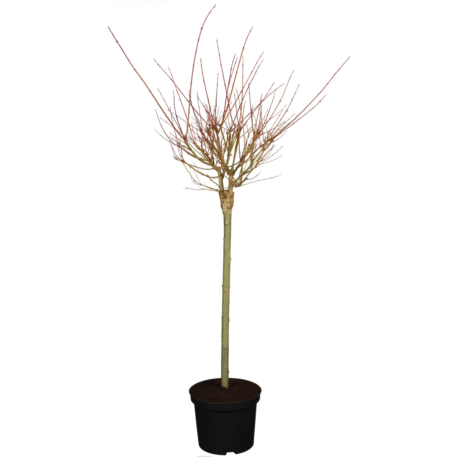 OBI Harlekinweide Hakuro Nishiki Stämmchen Höhe ca. 40 - 60 cm Topf ca. 3,5,