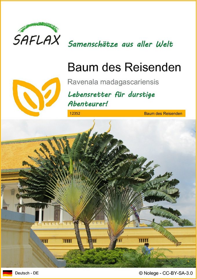 SAFLAX Blumensamen SAFLAX - Samen - Baum des Reisenden Bild 3