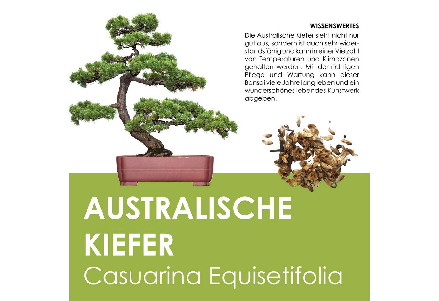 HappySeed Blumensamen GROW2GO Bonsai Starter Kit inkl. GRATIS eBook - Australische Kiefer, Bonsai Bild 3