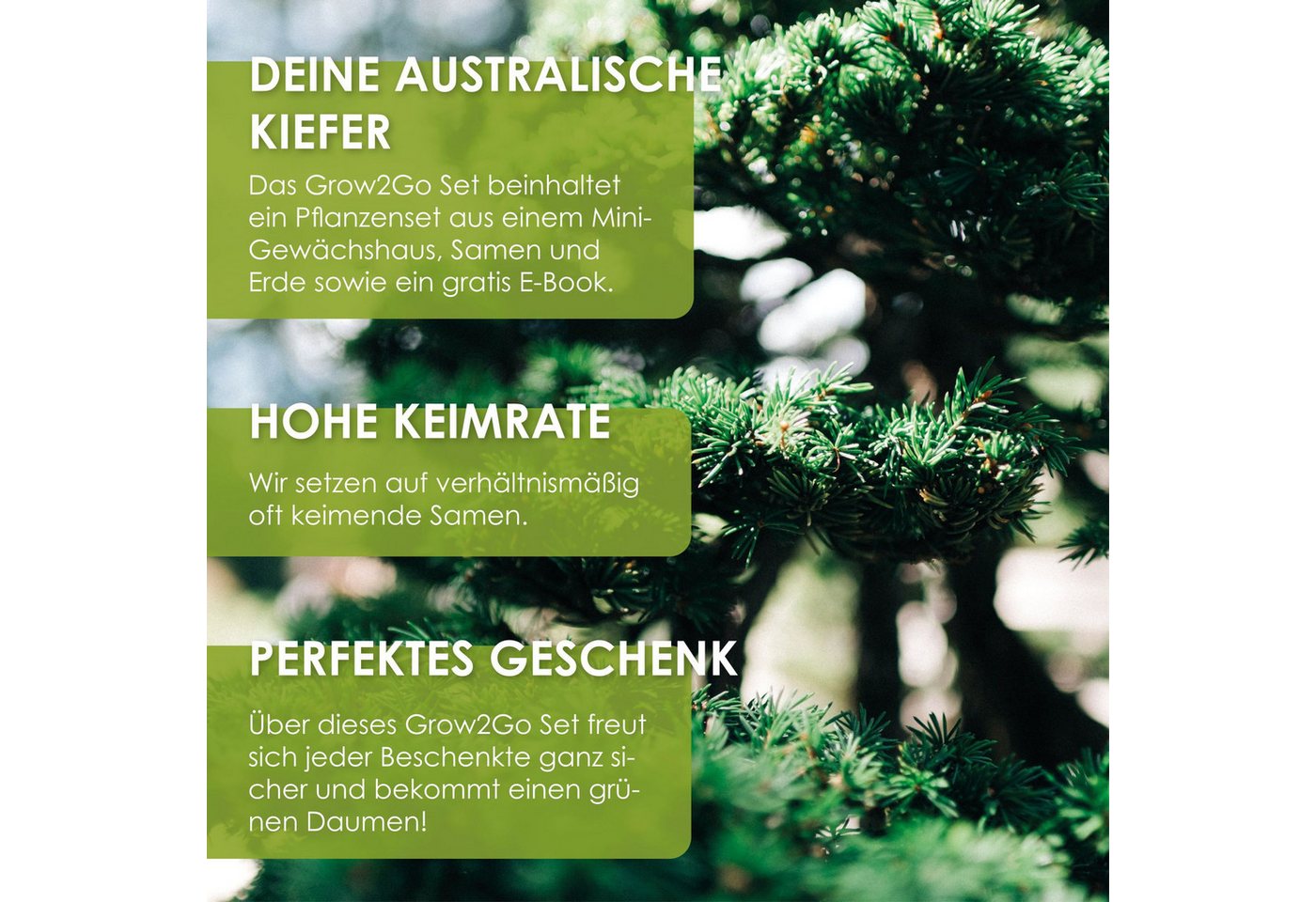 HappySeed Blumensamen GROW2GO Bonsai Starter Kit inkl. GRATIS eBook - Australische Kiefer, Bonsai Bild 4