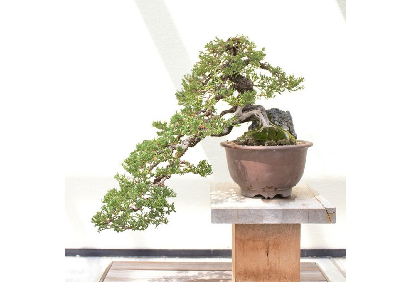 HappySeed Blumensamen GROW2GO Bonsai Starter Kit inkl. GRATIS eBook - Australische Kiefer, Bonsai Bild 5