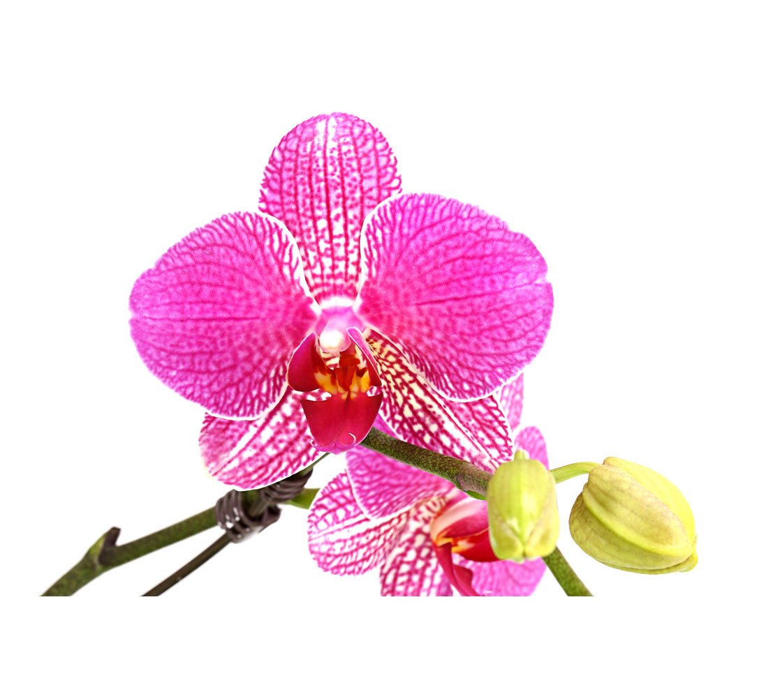 Dehner Zimmerpflanze Schmetterlingsorchidee Twister, Phalaenopsis cultivars, Ø Topf 12 cm, Orchidee, Zimmerpflanze, kräftige Farben