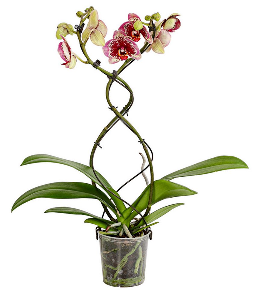 Dehner Zimmerpflanze Schmetterlingsorchidee Twister, Phalaenopsis cultivars, Ø Topf 12 cm, Orchidee, Zimmerpflanze, kräftige Farben Bild 2