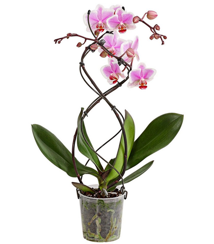 Dehner Zimmerpflanze Schmetterlingsorchidee Twister, Phalaenopsis cultivars, Ø Topf 12 cm, Orchidee, Zimmerpflanze, kräftige Farben Bild 3