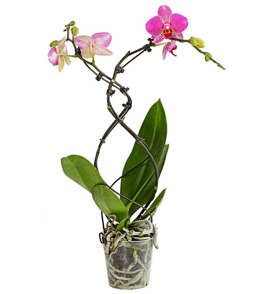 Dehner Zimmerpflanze Schmetterlingsorchidee Twister, Phalaenopsis cultivars, Ø Topf 12 cm, Orchidee, Zimmerpflanze, kräftige Farben Bild 4