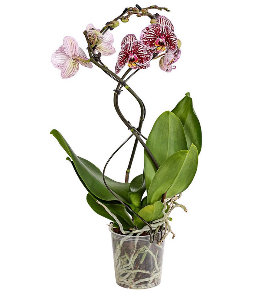Dehner Zimmerpflanze Schmetterlingsorchidee Twister, Phalaenopsis cultivars, Ø Topf 12 cm, Orchidee, Zimmerpflanze, kräftige Farben Bild 5