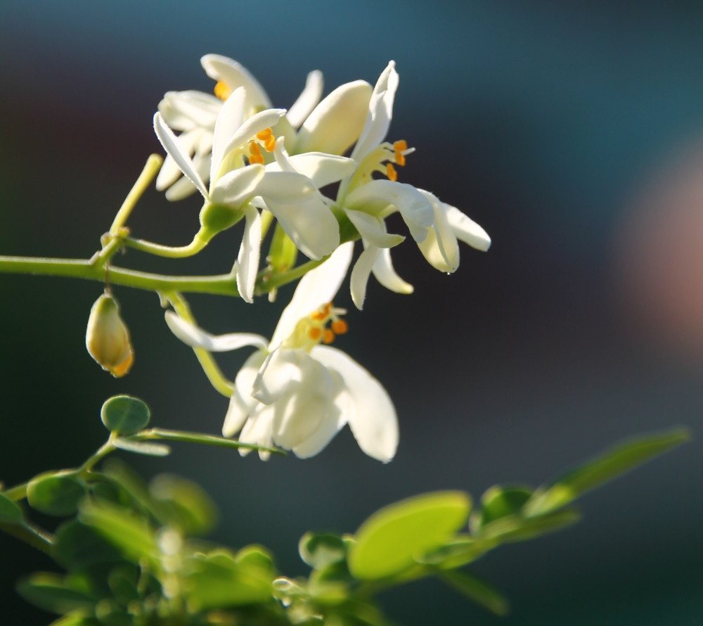 SAFLAX Blumensamen SAFLAX - Samen - Moringa Bild 5