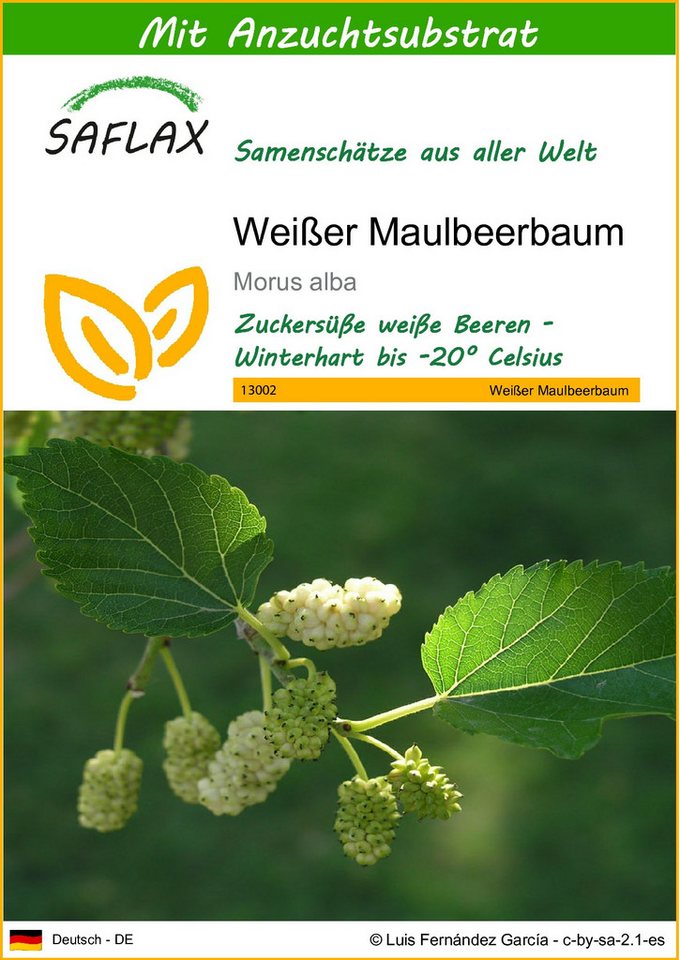 SAFLAX Blumensamen SAFLAX - Samen und Substrat - Weißer Maulbeerbaum Bild 3
