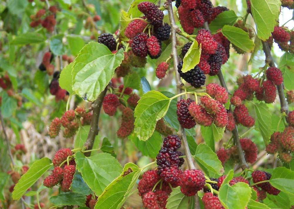 SAFLAX Blumensamen SAFLAX - Samen und Substrat - Weißer Maulbeerbaum Bild 4