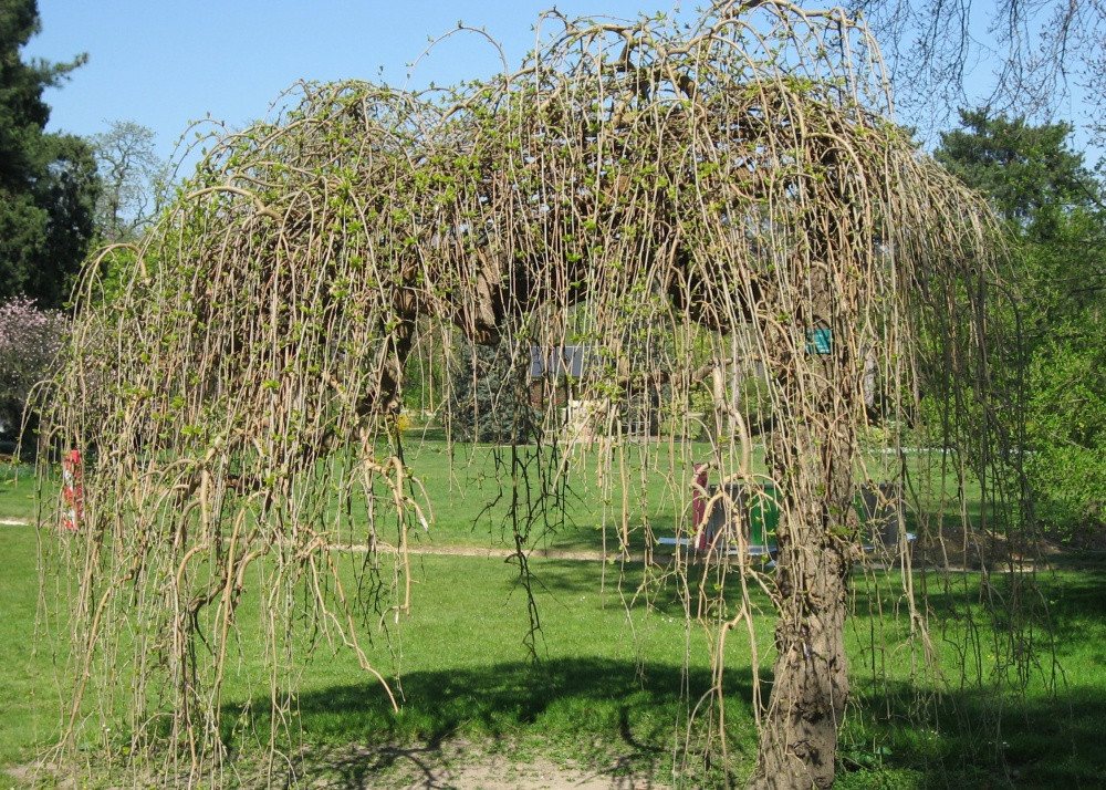 SAFLAX Blumensamen SAFLAX - Samen und Substrat - Weißer Maulbeerbaum Bild 5