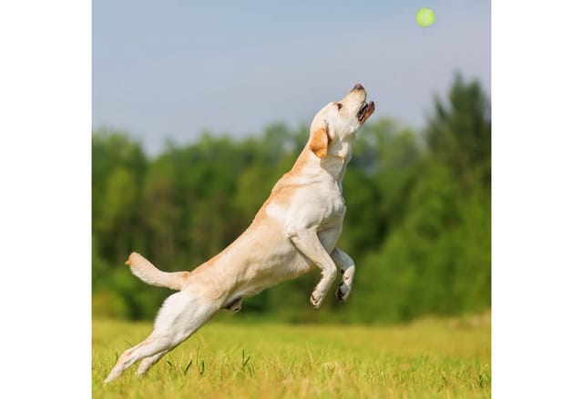 relaxdays Hunde-Ballschleuder Ballschleuder für Hunde 2er Set