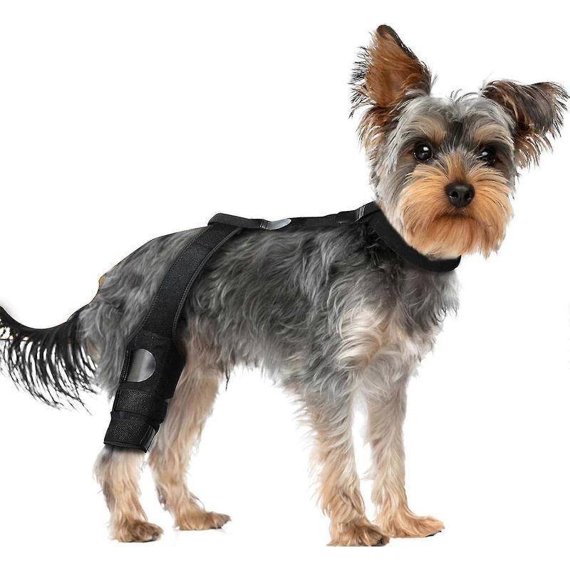 Premium-knieorthese Für Hunde (vorderes Kreuzband), Hundeorthese (riss Des Vorderen Kreuzbandes, Hinterbein), Größe L
