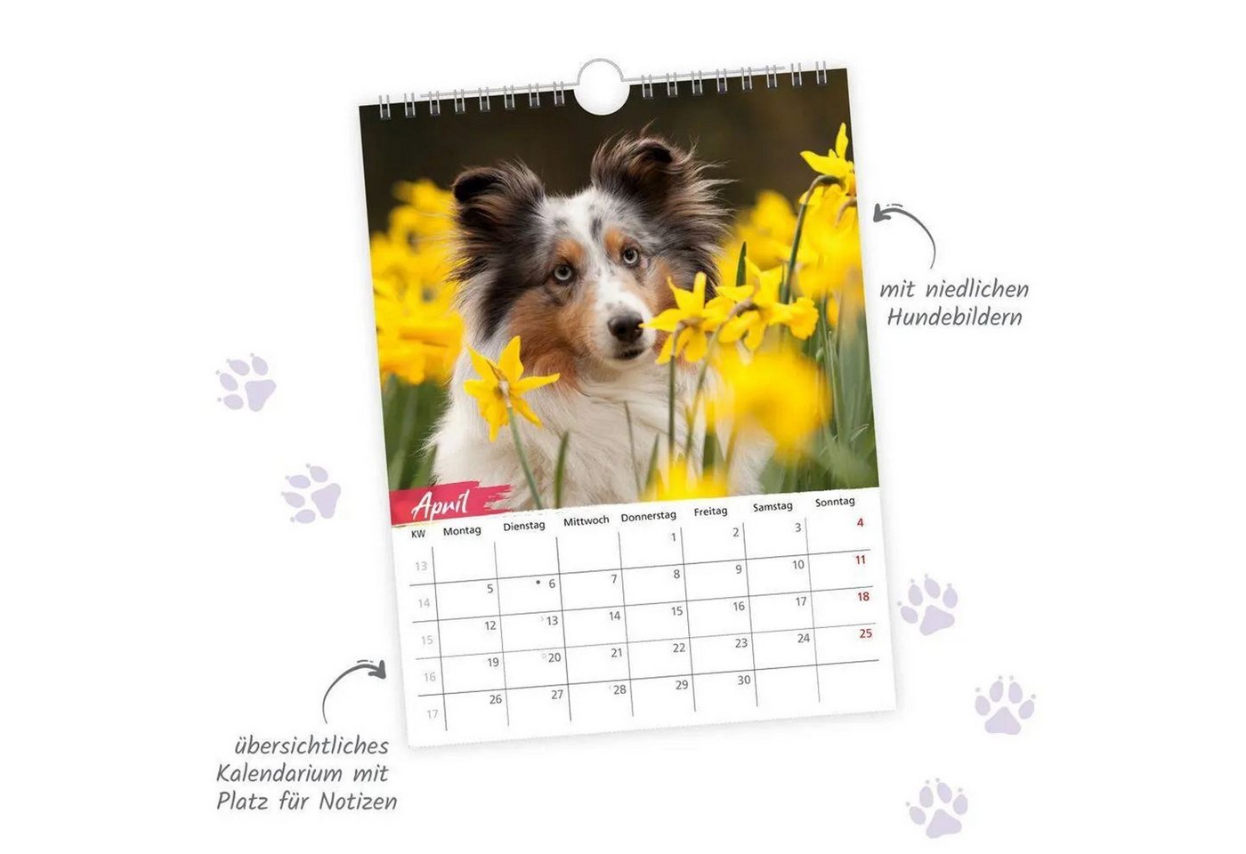 Trötsch Verlag Wandkalender TRÖTSCH - Notizkalender zum Hängen Hunde 2027 Bild 5
