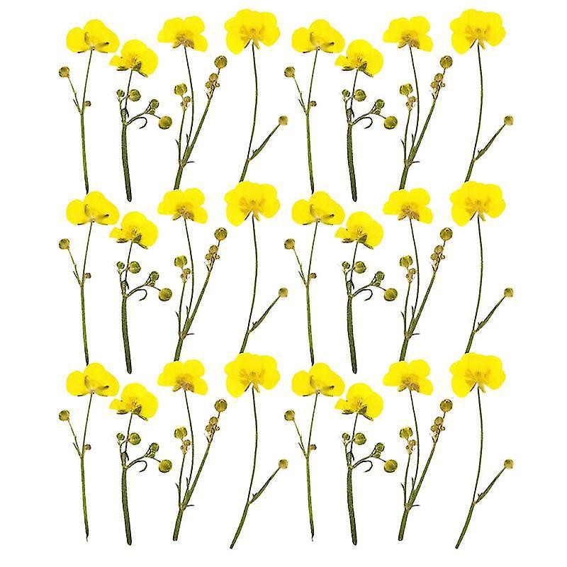 24 Stück Echte, Getrocknete, Gepresste Blüten