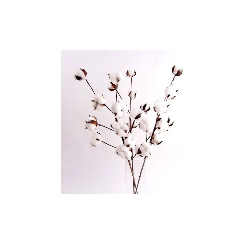 Getrocknete Blumen, Getrocknete Baumwollblüten, Simulierte Kapok-zweigblüten Mit 10 Köpfen, Getrocknete Baumwollblüten, Wohnzimmerdekoration (6 Stiele)