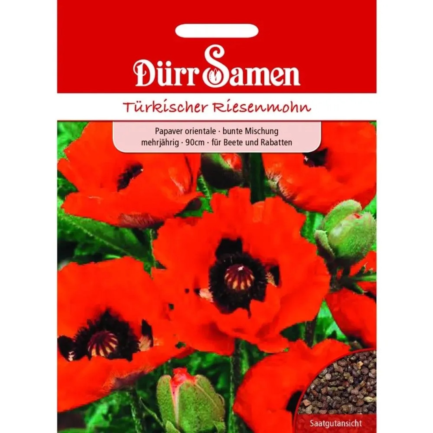 Dürr Samen Türkischer Riesenmohn Mehrjährig Saatgut