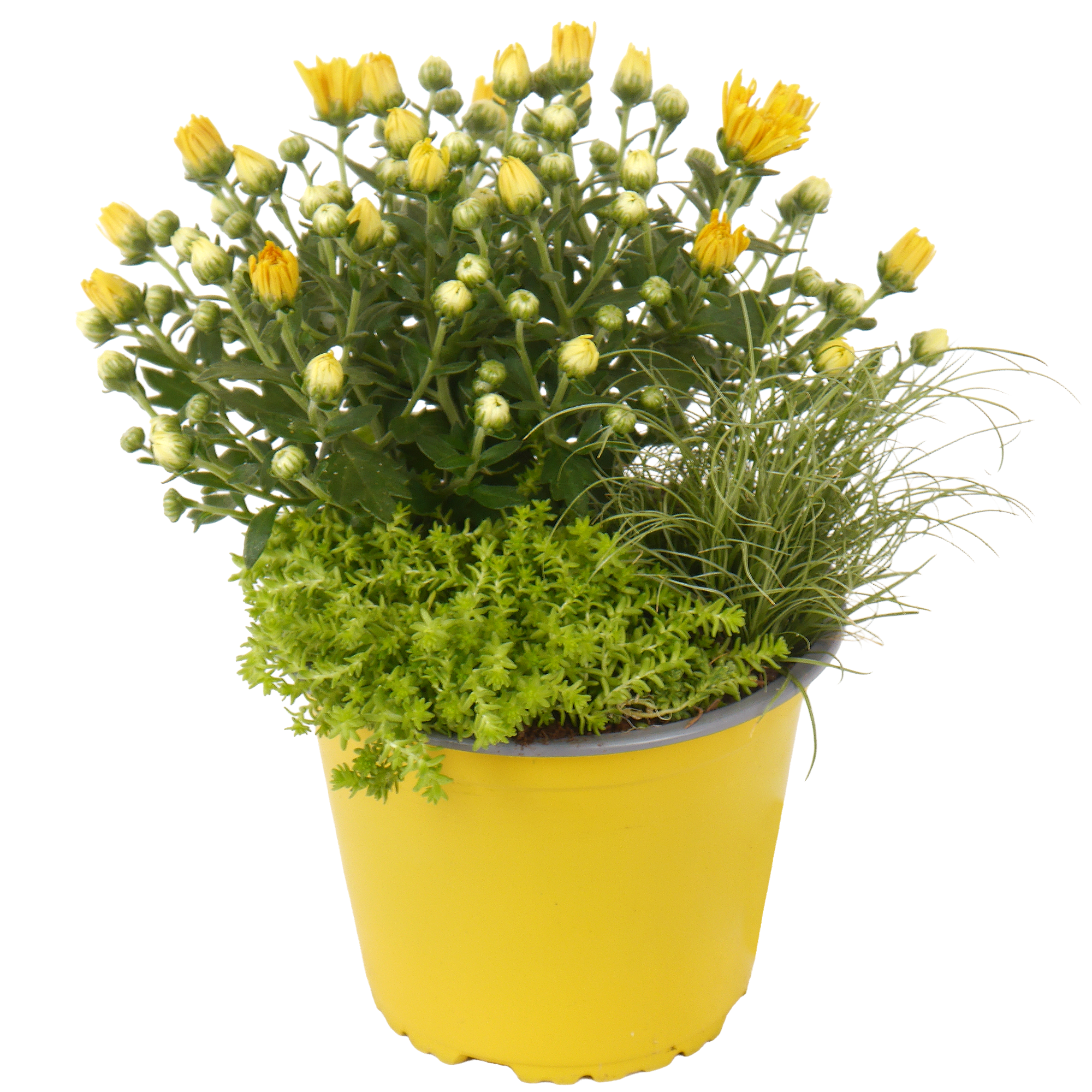 Trio-Herbstmix 14 cm Topf Bild 2