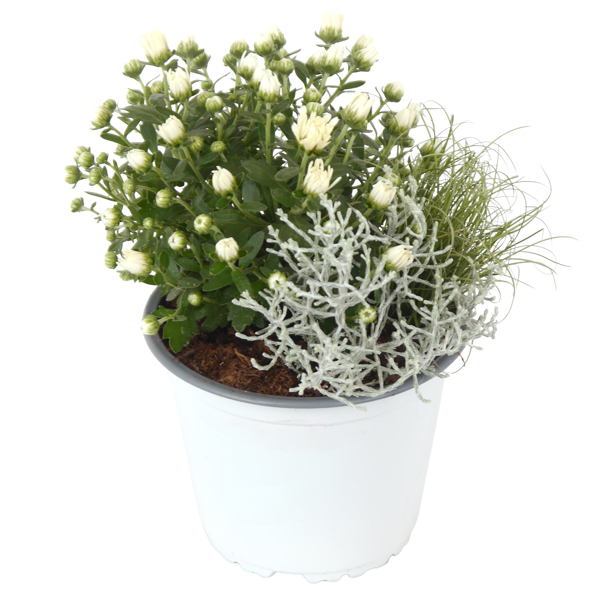 Trio-Herbstmix 14 cm Topf Bild 3