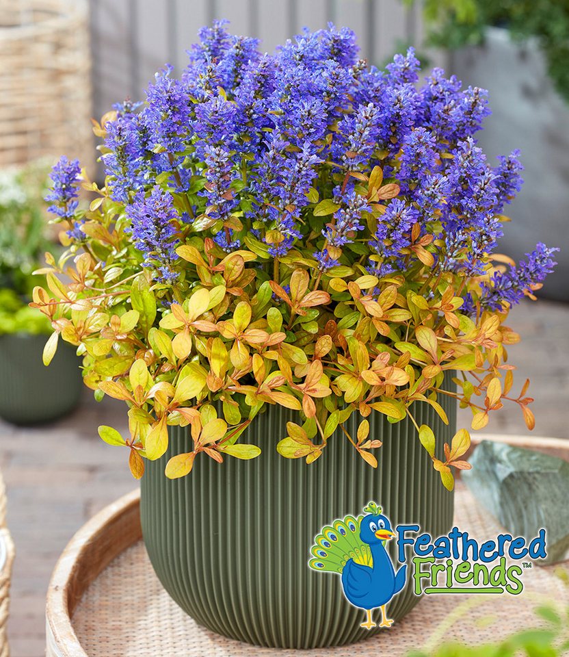 BALDUR Garten Staude Ajuga 'Feathered Friends® Fancy Finch', 1 St., Kriechender Günsel,winterhart, mehrjährig, immergrün, schattenliebend