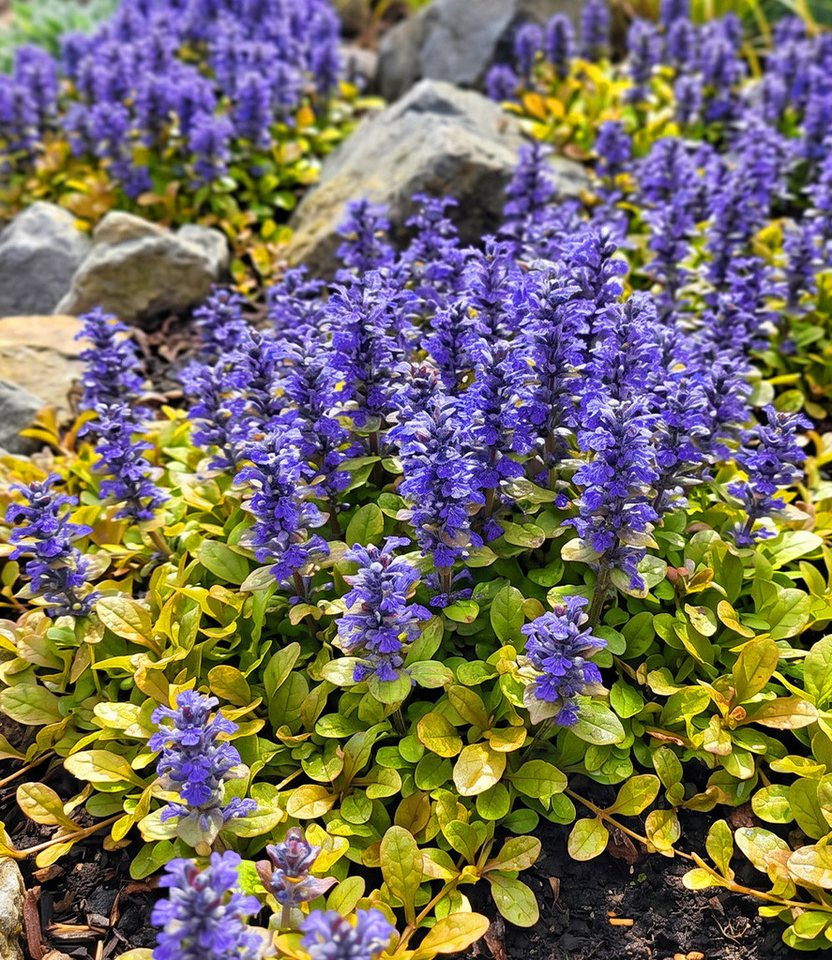 BALDUR Garten Staude Ajuga 'Feathered Friends® Fancy Finch', 1 St., Kriechender Günsel,winterhart, mehrjährig, immergrün, schattenliebend Bild 3