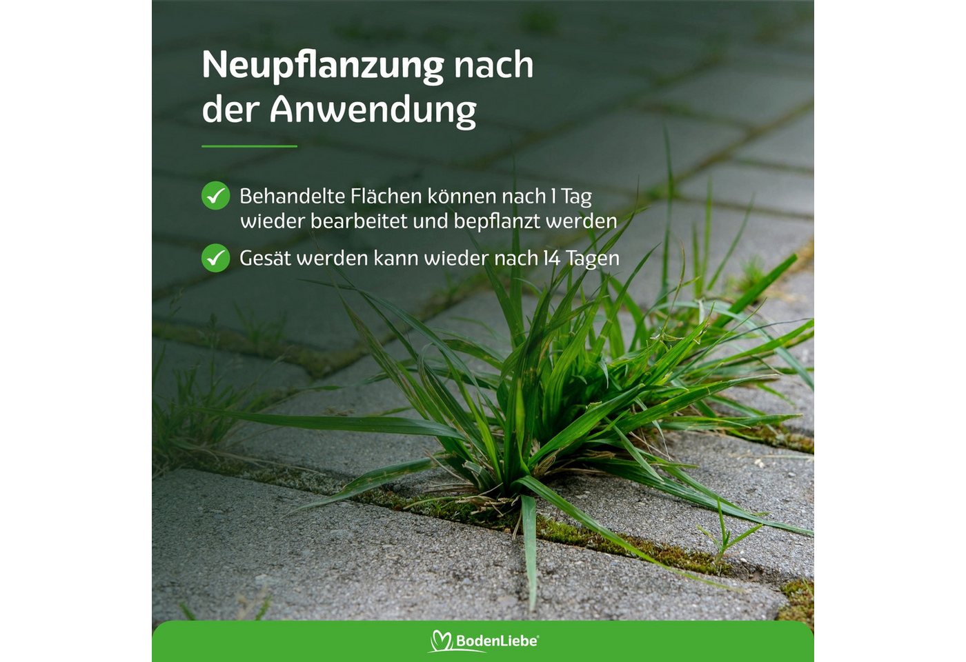 RASENBLITZ Unkrautbekämpfungsmittel UNKRAUTSCHRECK™ - Unkrautmittel, 500 ml Bild 4