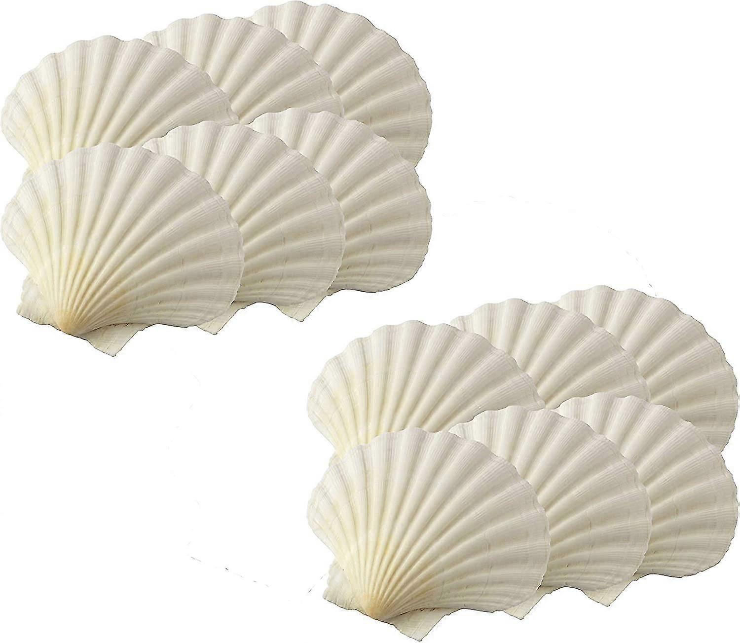 Maine Man Backmuscheln, 8,25 Cm, 12er-set, Naturmuscheln