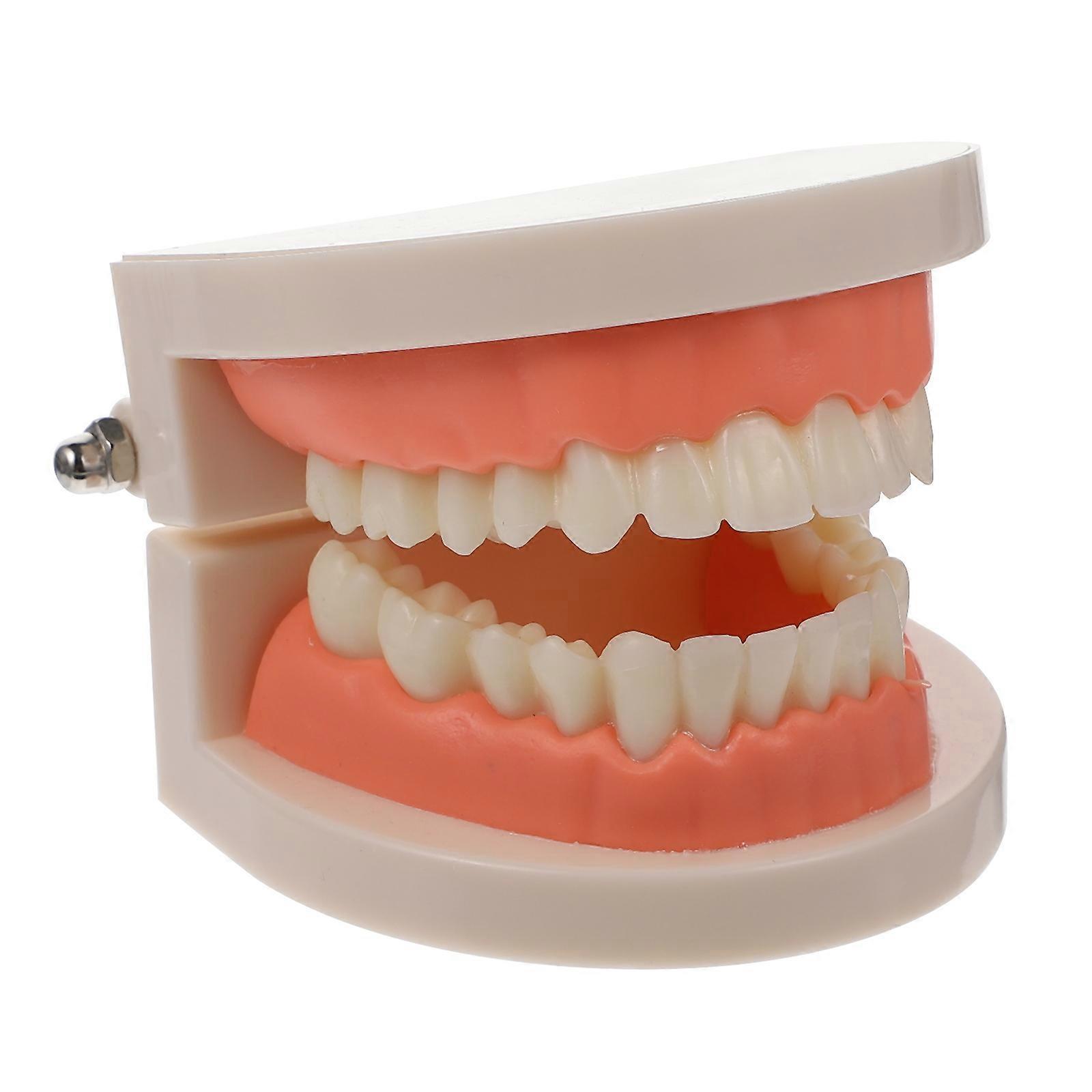 Stück Zahnmodell Für Kinder, Lehr- Und Lernmaterialien, Standard-typodont-zahnmodell-8x6.5cm-pink
